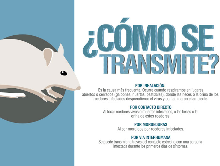 Hantavirus – Medidas de prevención